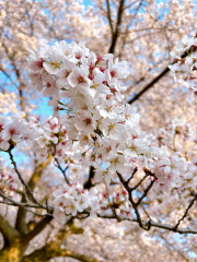 お花見に行ってきました！